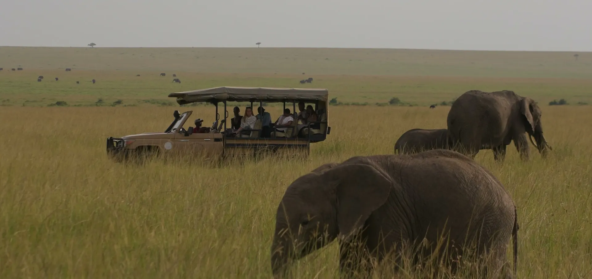 Elephants grazing beside a safari vehicle on the open plains