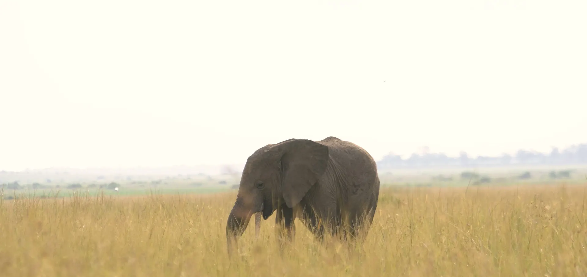 A lone elephant walking through tall golden grass in soft morning light