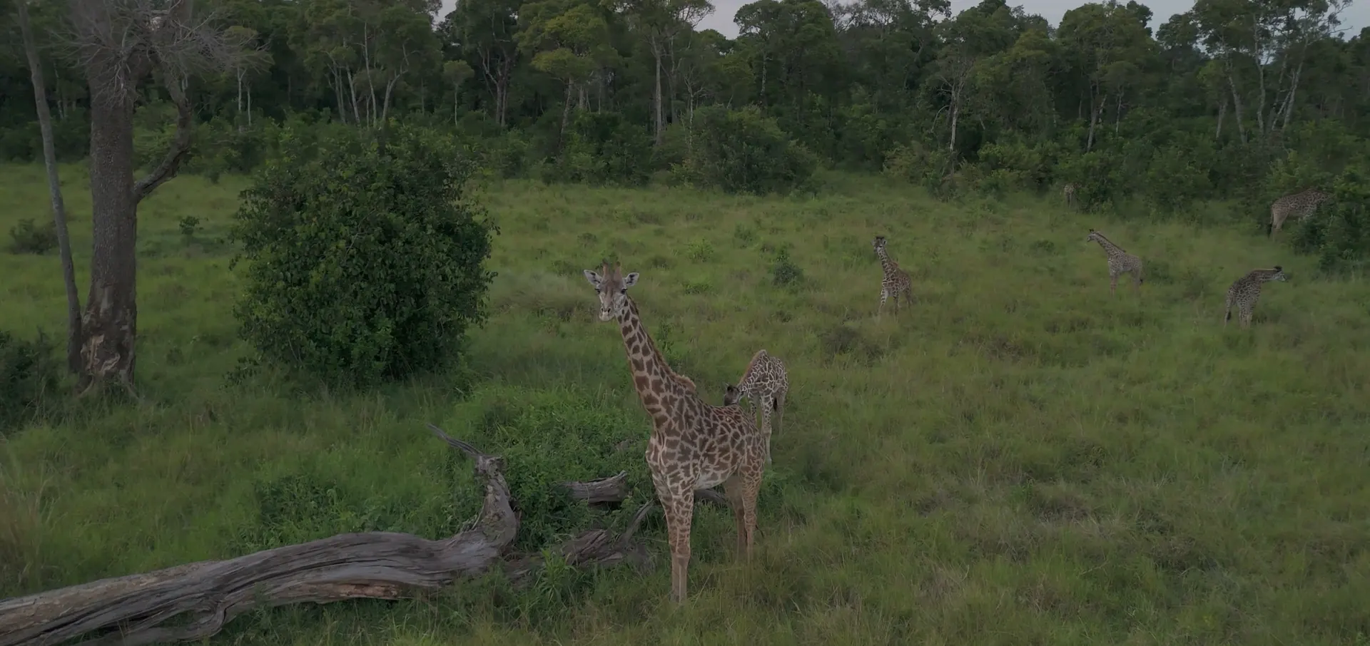 A giraffe standing at the edge of the trees near the camp