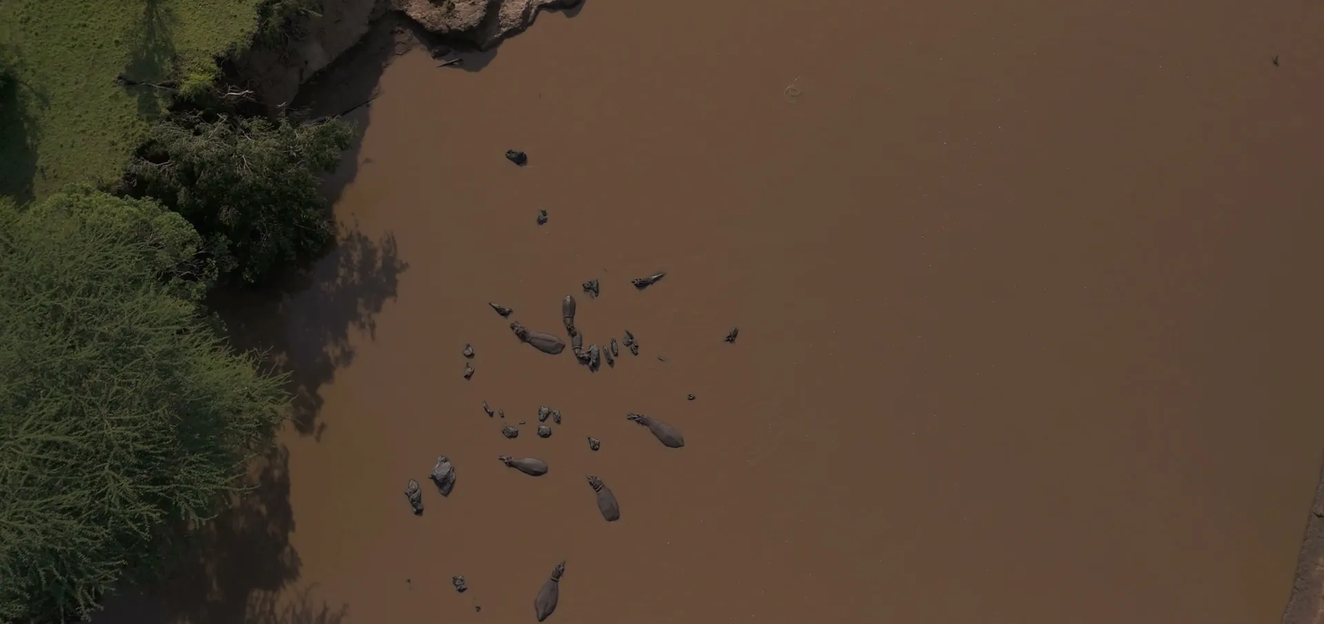 A pod of hippos resting in the brown water of the Mara River, seen from above